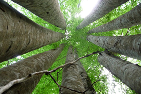 1-Forestry-1024x683-1.jpg