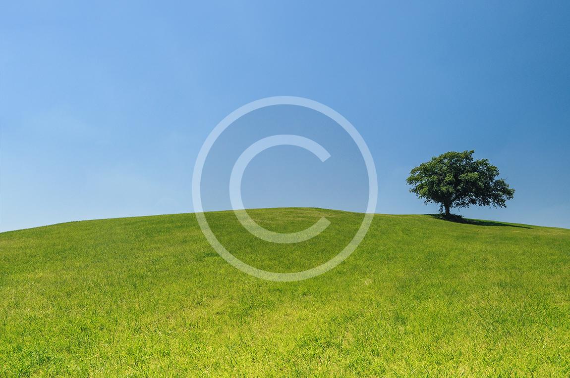 hill-meadow-tree-green.jpg